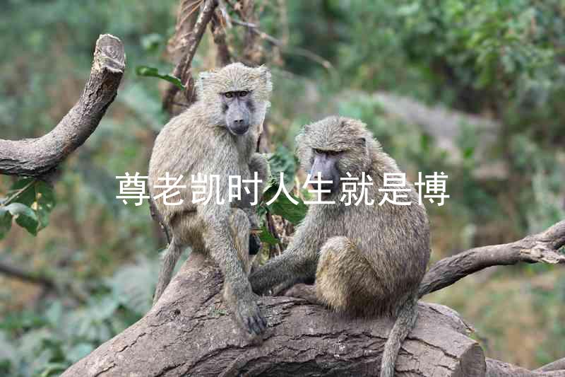 尊老凯时人生就是博